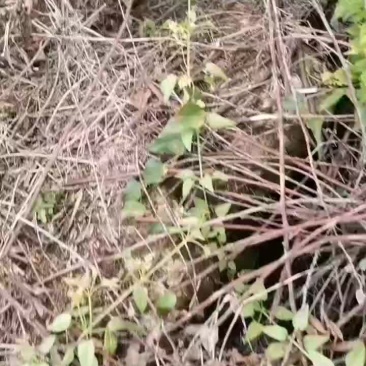 小芙蓉大量上市40起步个大红度好价不贵，需要的老板联系