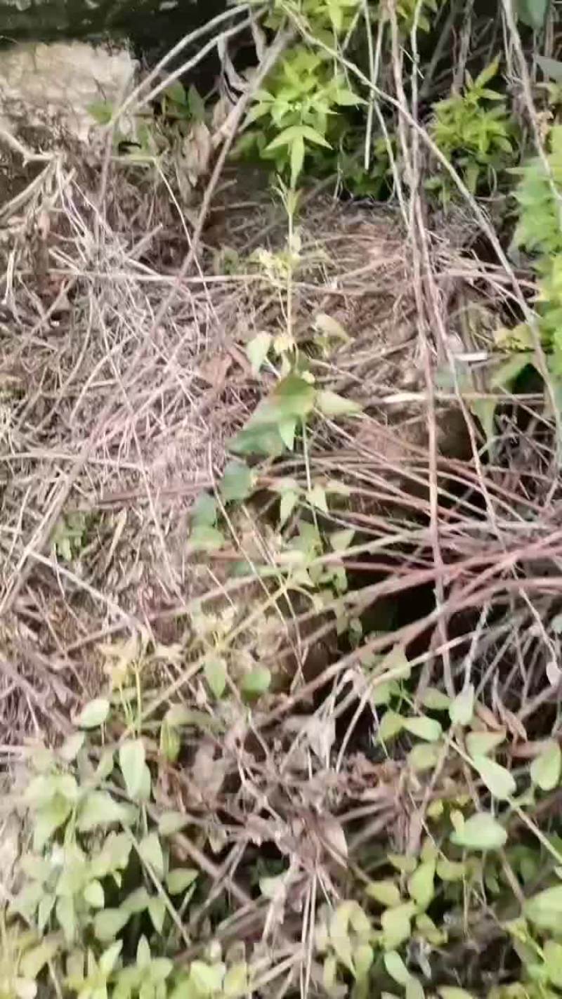 小芙蓉大量上市40起步个大红度好价不贵，需要的老板联系