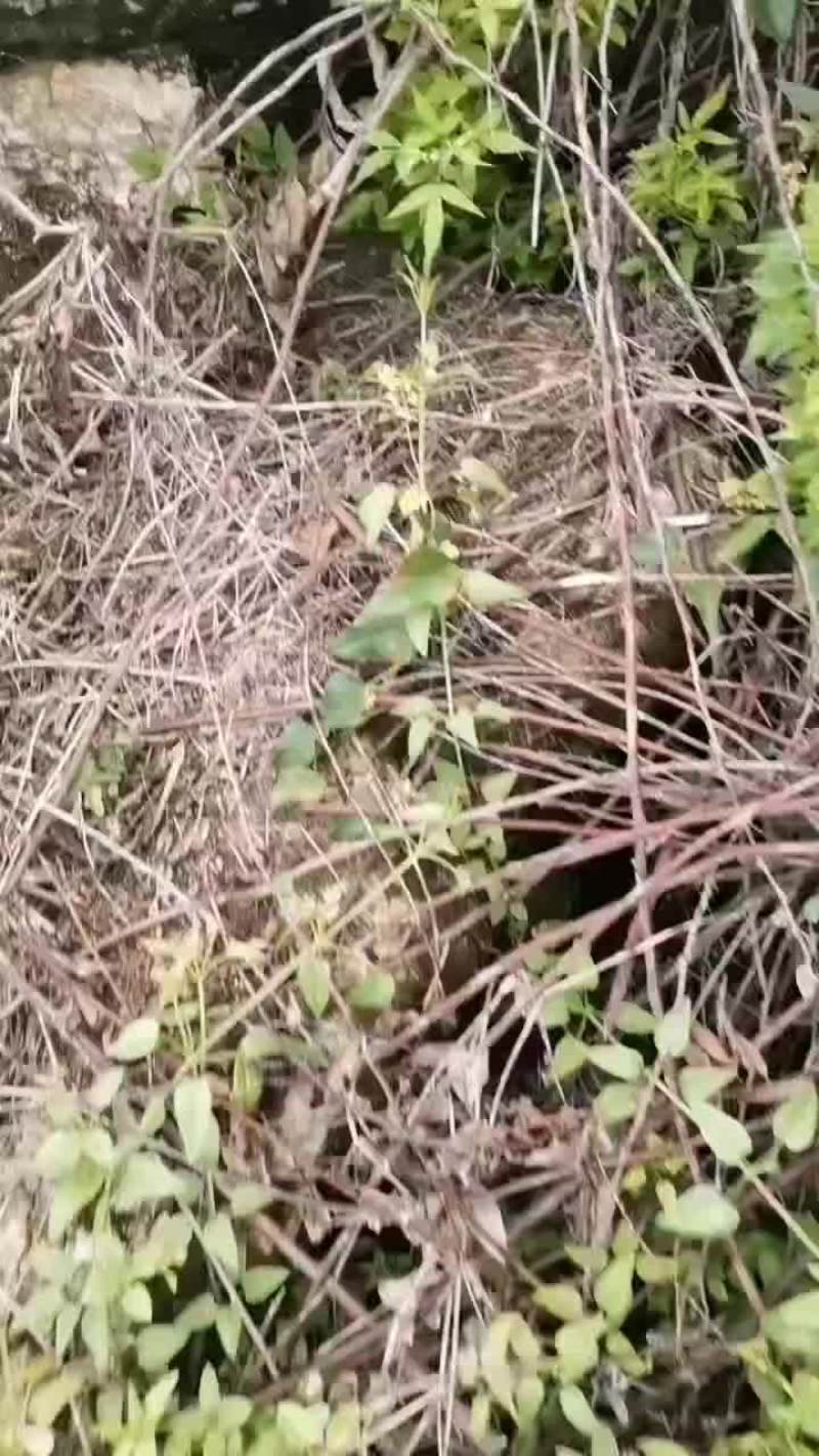 小芙蓉大量上市40起步个大红度好价不贵，需要的老板联系