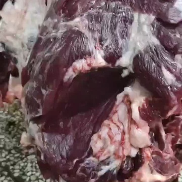 自养自销，大量批发鲜牛肉，各种部位可分割，无中间商