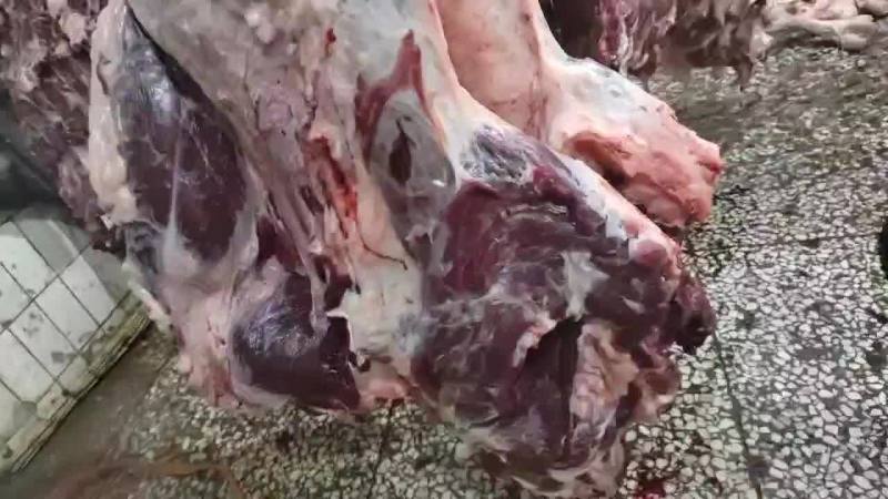 自养自销，大量批发鲜牛肉，各种部位可分割，无中间商