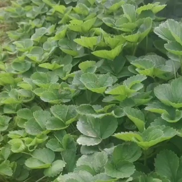 章姬，天仙醉，宁玉，隋珠草莓苗