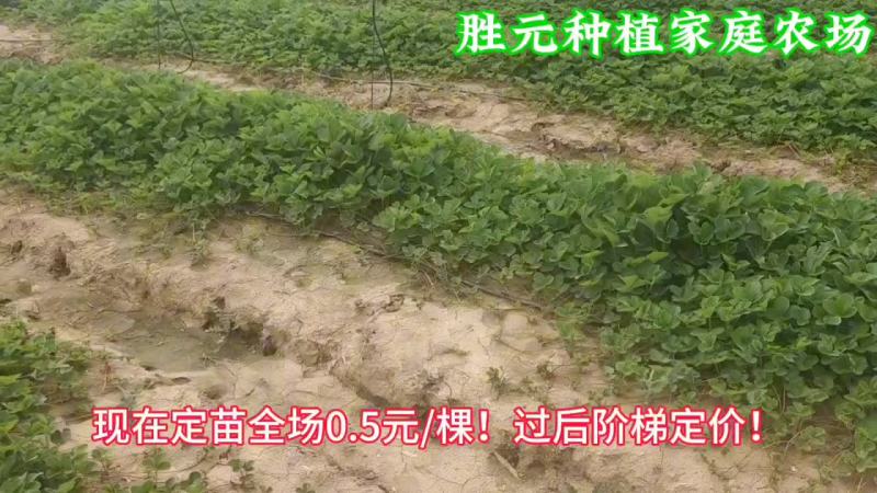 章姬，天仙醉，宁玉，隋珠草莓苗