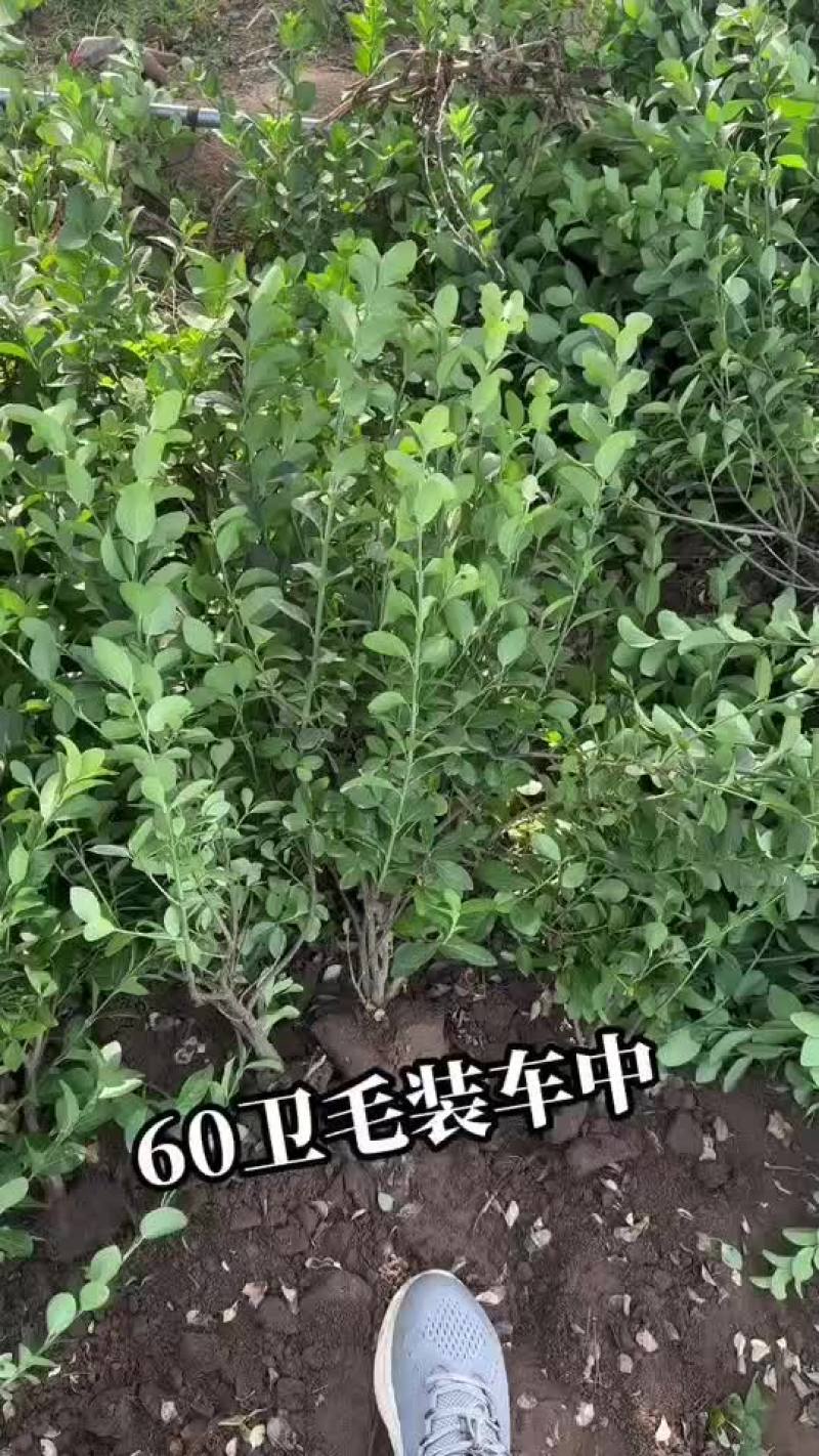 卫矛