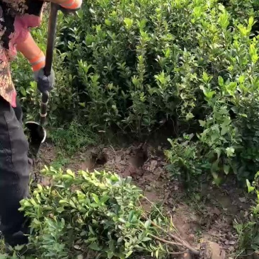 卫矛