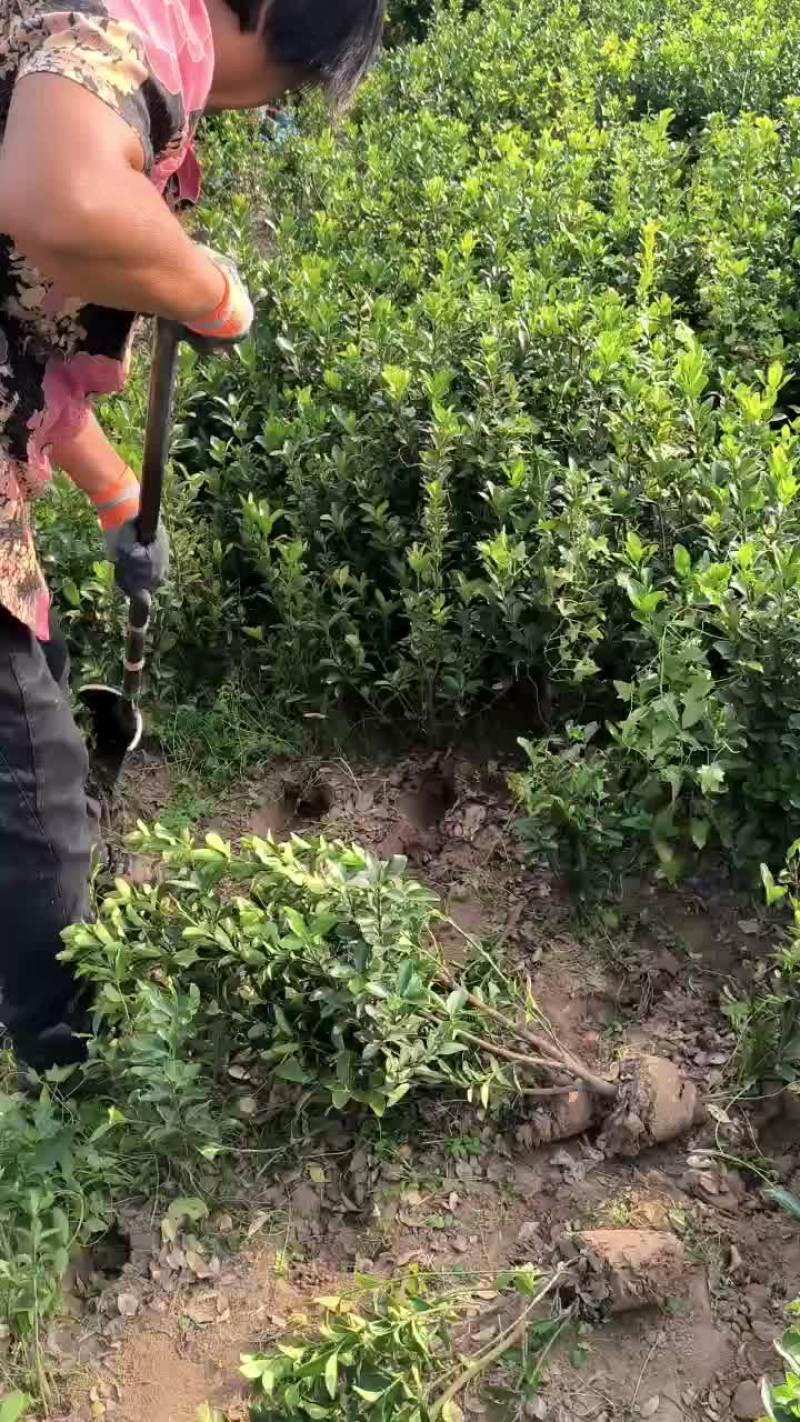 卫矛