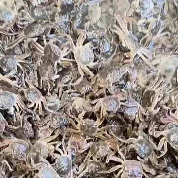 大量供应小河蟹