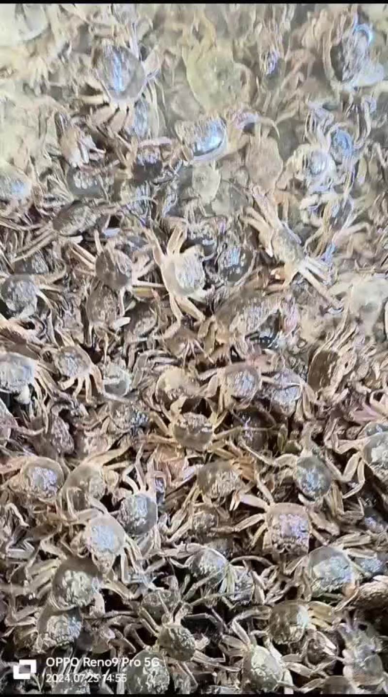 大量供应小河蟹