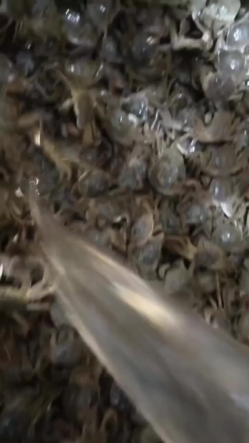 大量供应小河蟹