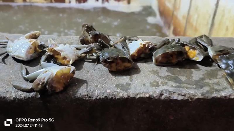大量供应小河蟹
