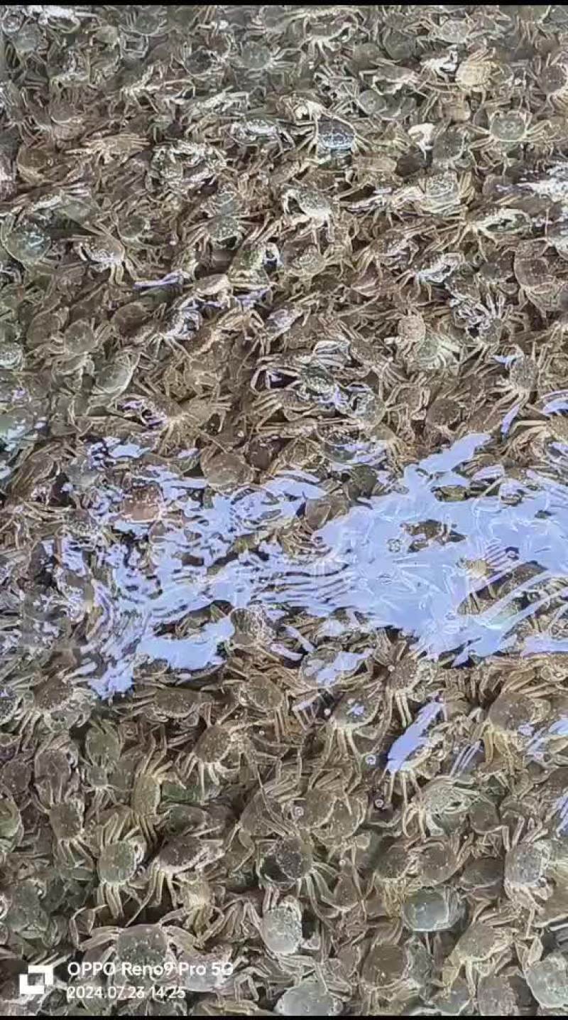 大量供应小河蟹