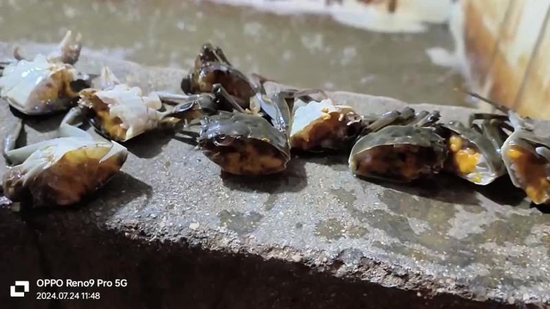 大量供应小河蟹