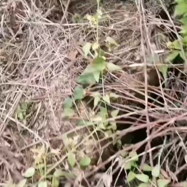 小芙蓉李大部分已红口感已甜，需要的老板可尽早来挑好货