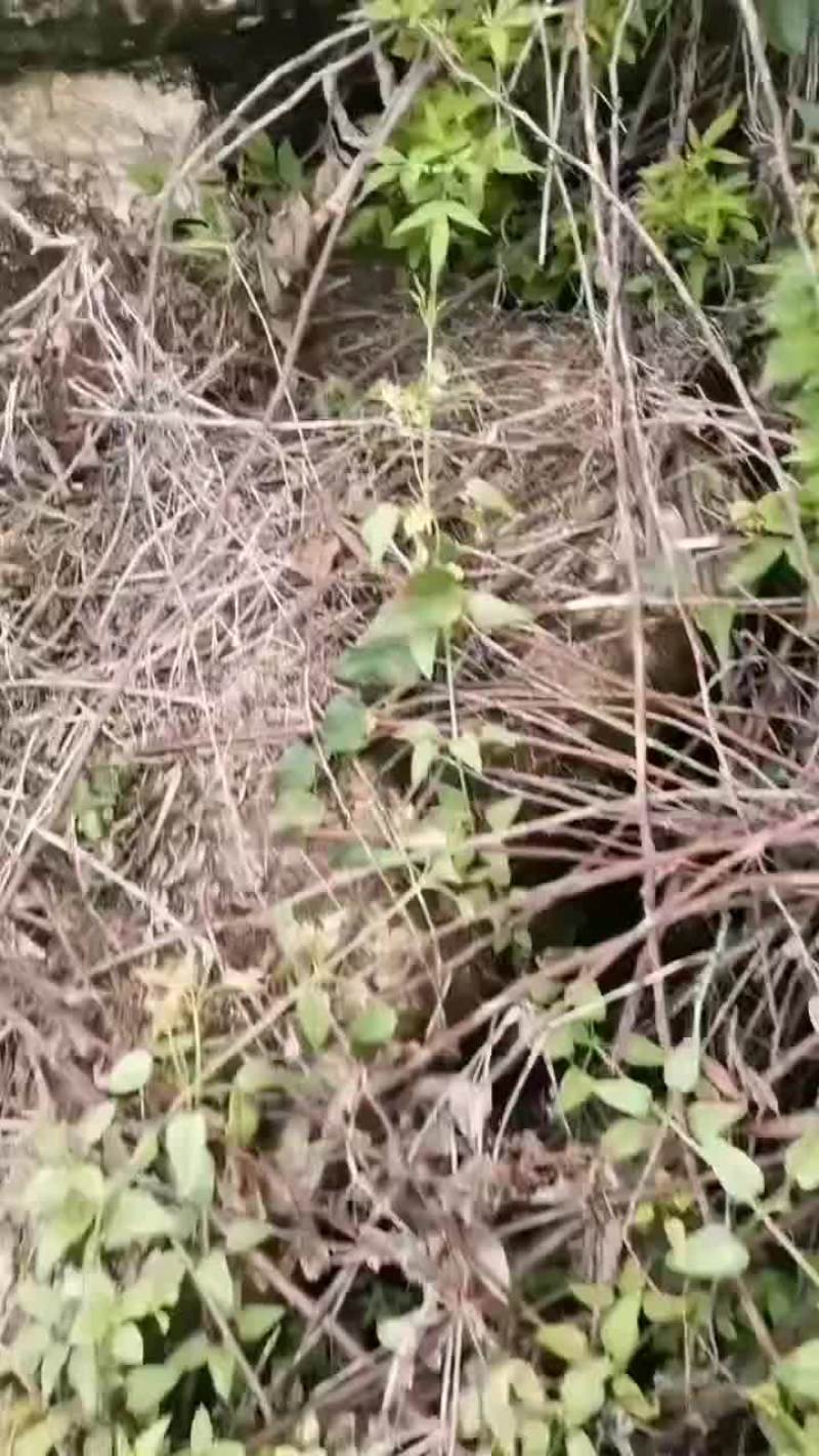 小芙蓉李大部分已红口感已甜，需要的老板可尽早来挑好货
