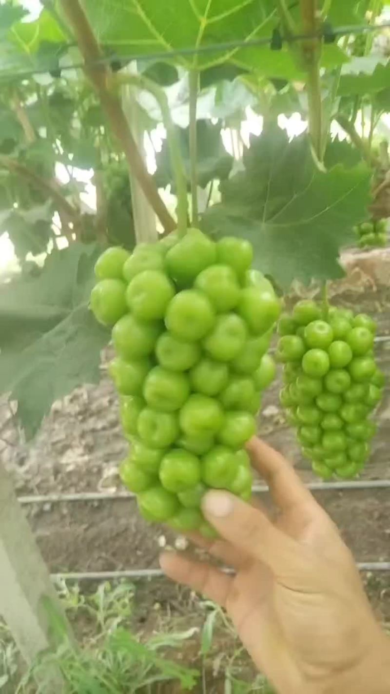 大量供应陕西大荔库存阳光玫瑰葡萄，欢迎咨询采购一手货源