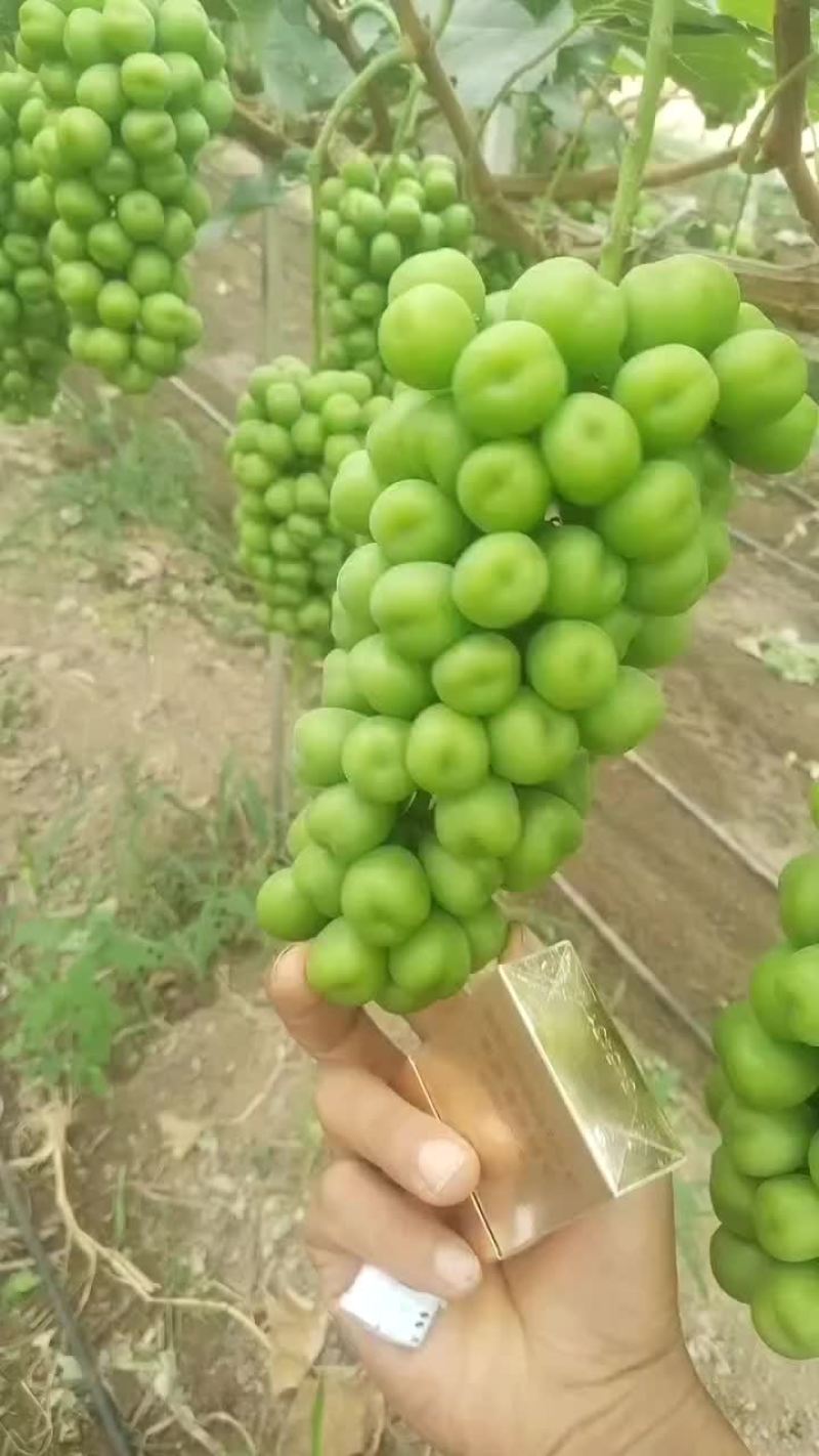 大量供应陕西大荔库存阳光玫瑰葡萄，欢迎咨询采购一手货源
