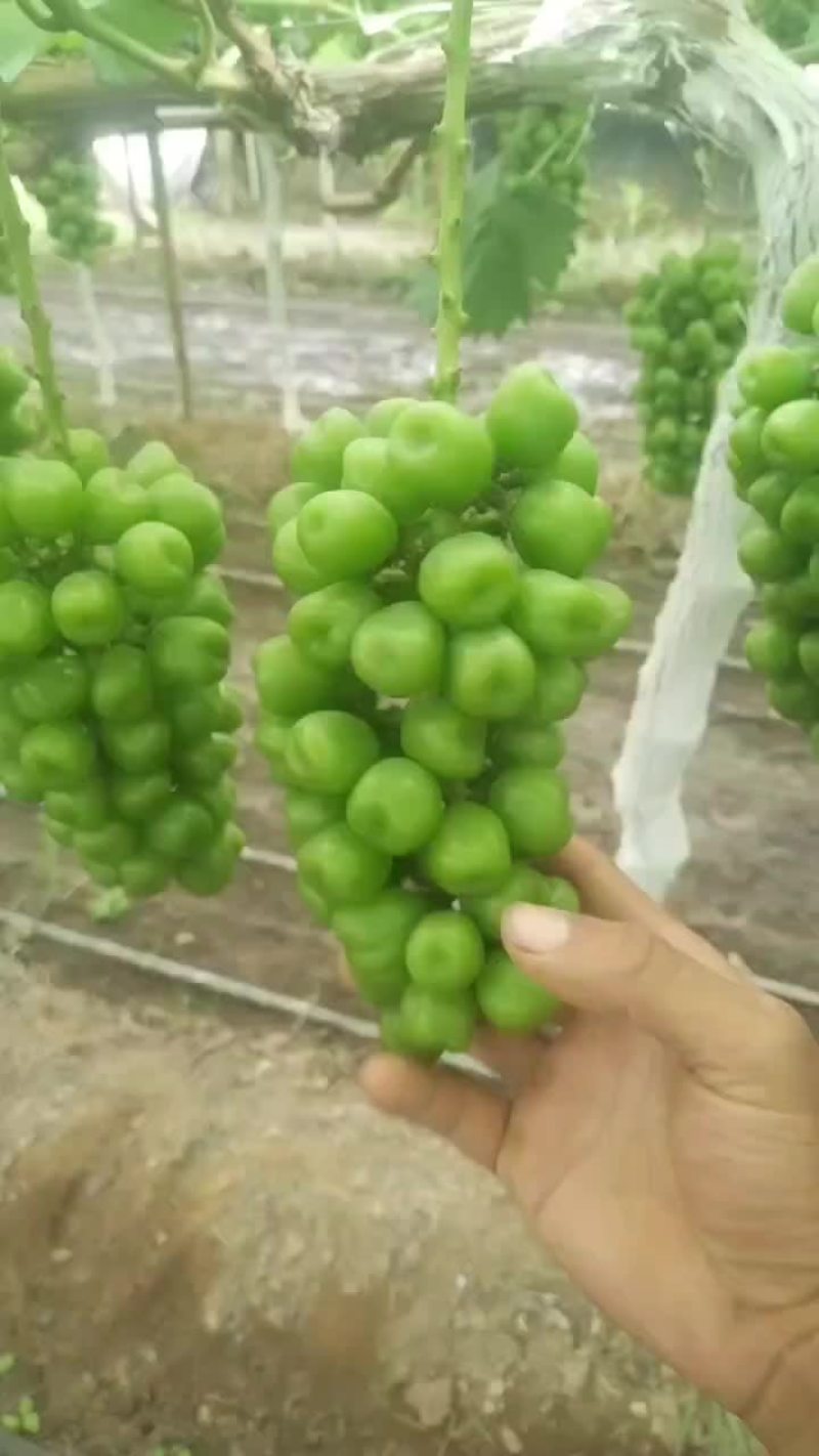 大量供应陕西大荔库存阳光玫瑰葡萄，欢迎咨询采购一手货源