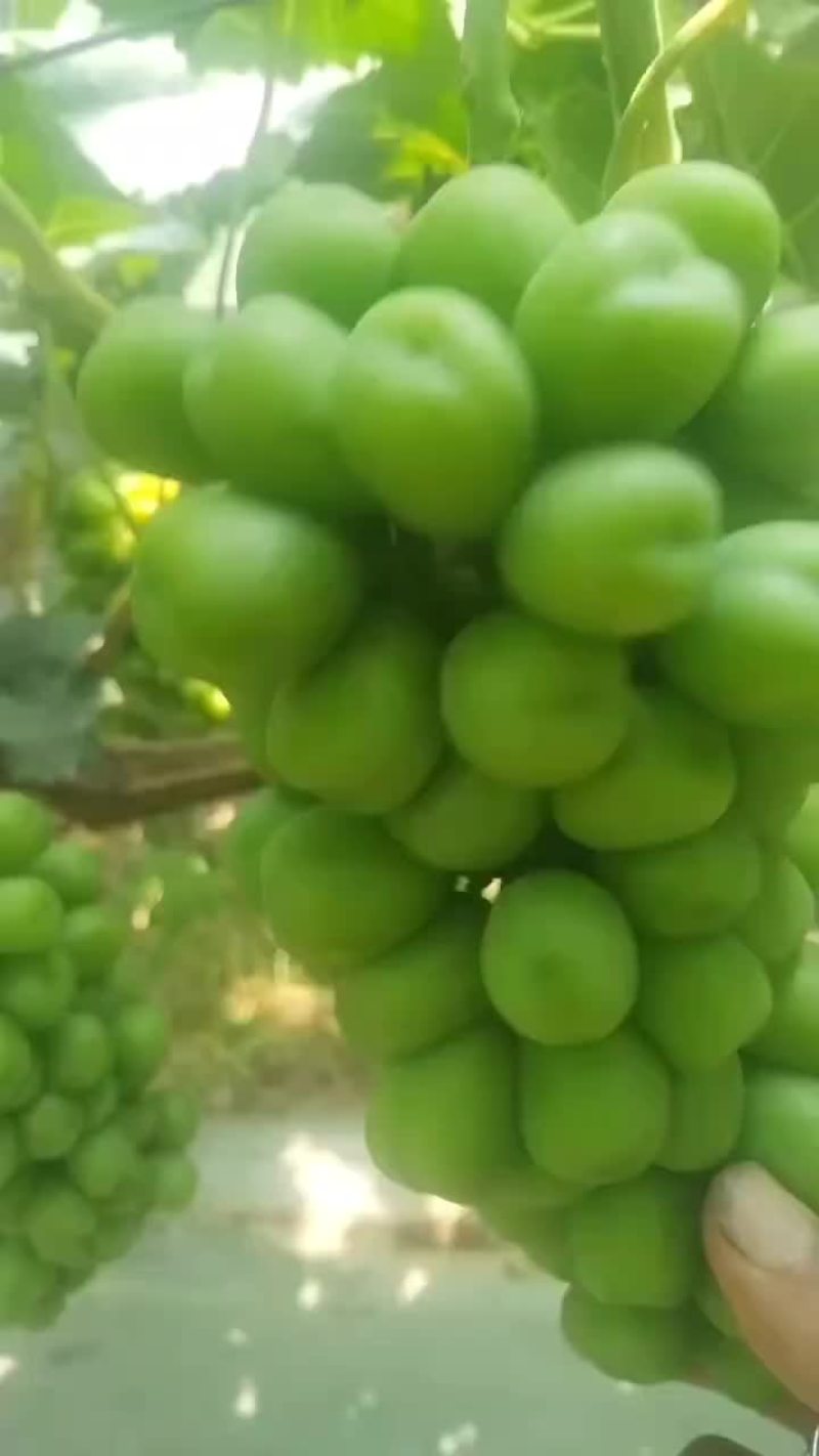 大量供应陕西大荔库存阳光玫瑰葡萄，欢迎咨询采购一手货源