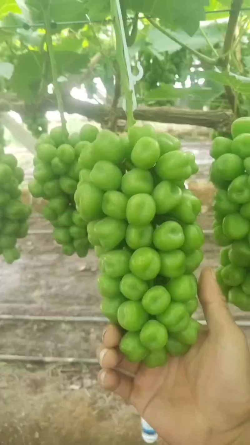 大量供应陕西大荔库存阳光玫瑰葡萄，欢迎咨询采购一手货源