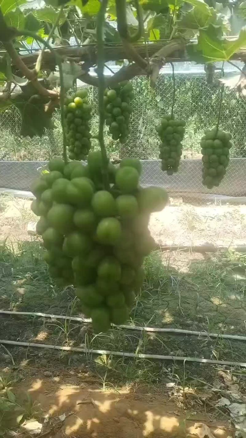 大量供应陕西大荔库存阳光玫瑰葡萄，欢迎咨询采购一手货源