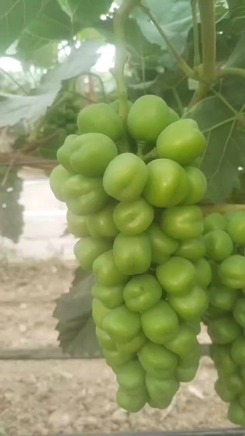 大量供应陕西大荔库存阳光玫瑰葡萄，欢迎咨询采购一手货源