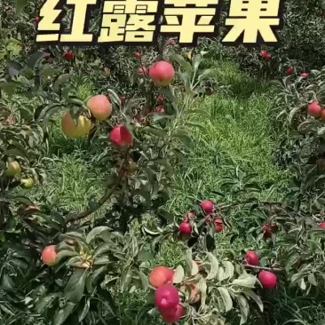 云南昭通红露苹果