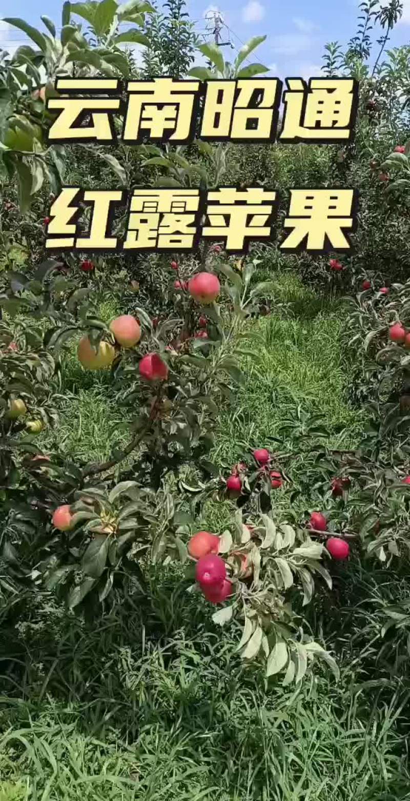 云南昭通红露苹果