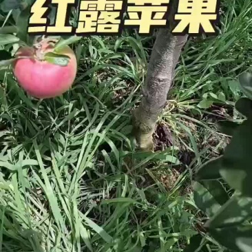 云南昭通还露苹果