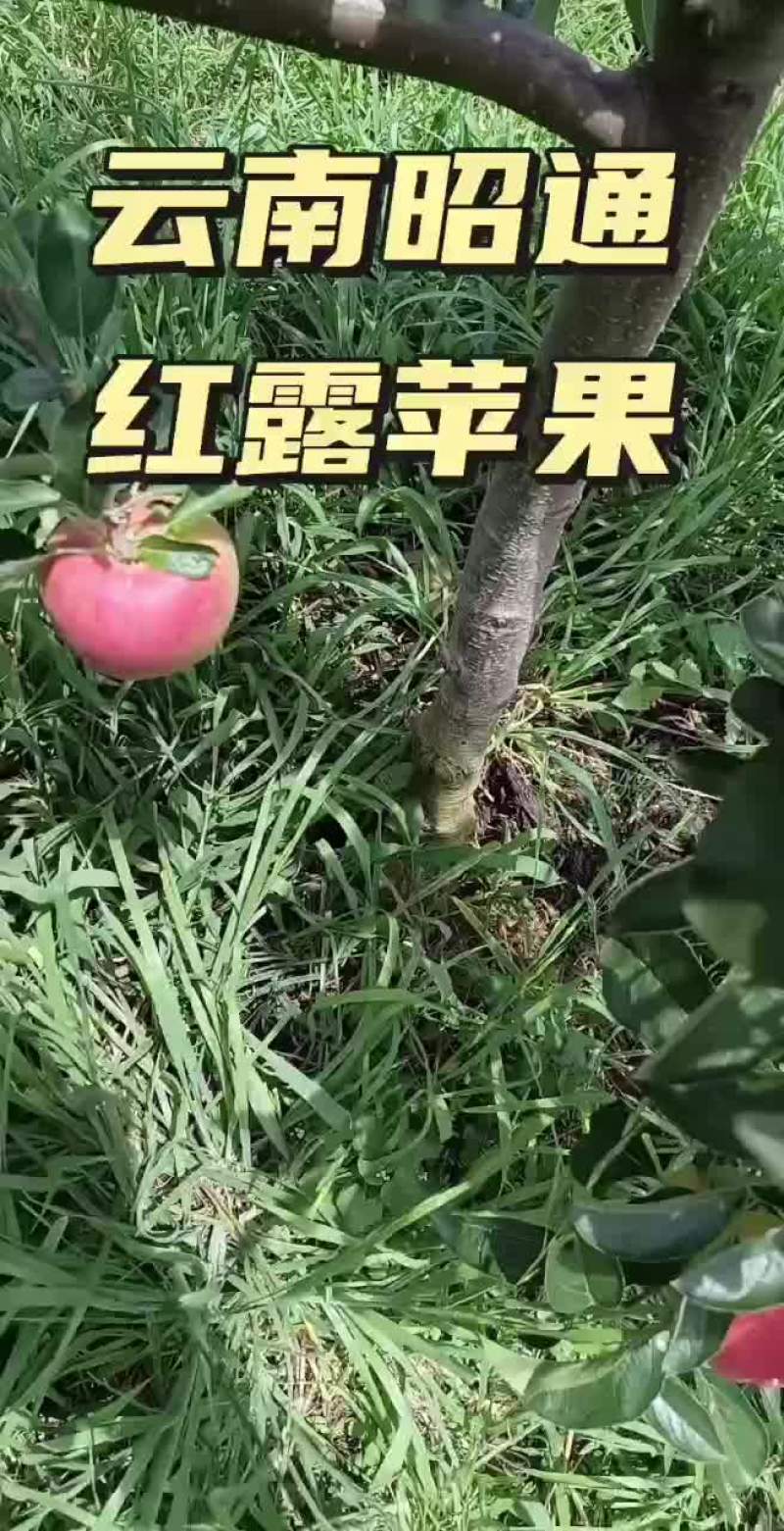 云南昭通还露苹果
