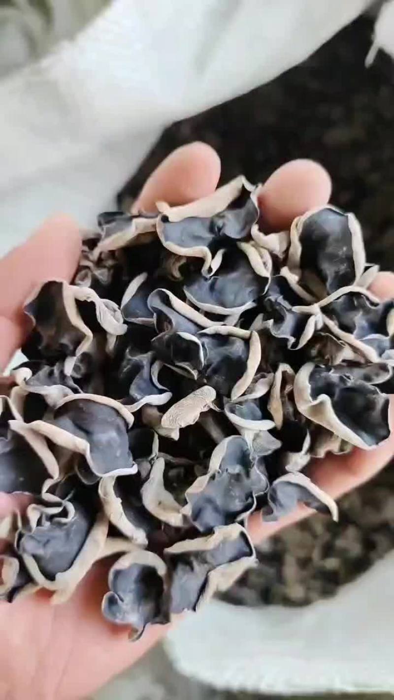 东北黑木耳源头货源，供应各种价位的黑木耳