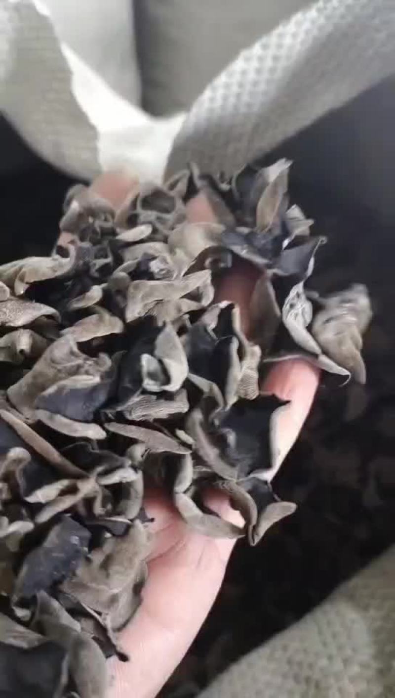 东北黑木耳源头货源，供应各种价位的黑木耳