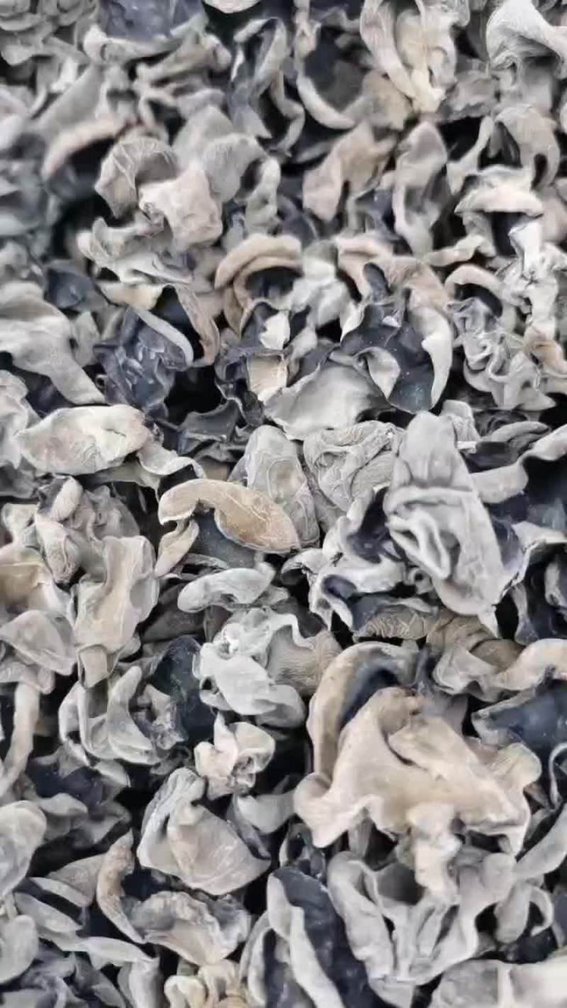 东北黑木耳源头货源，供应各种价位的黑木耳