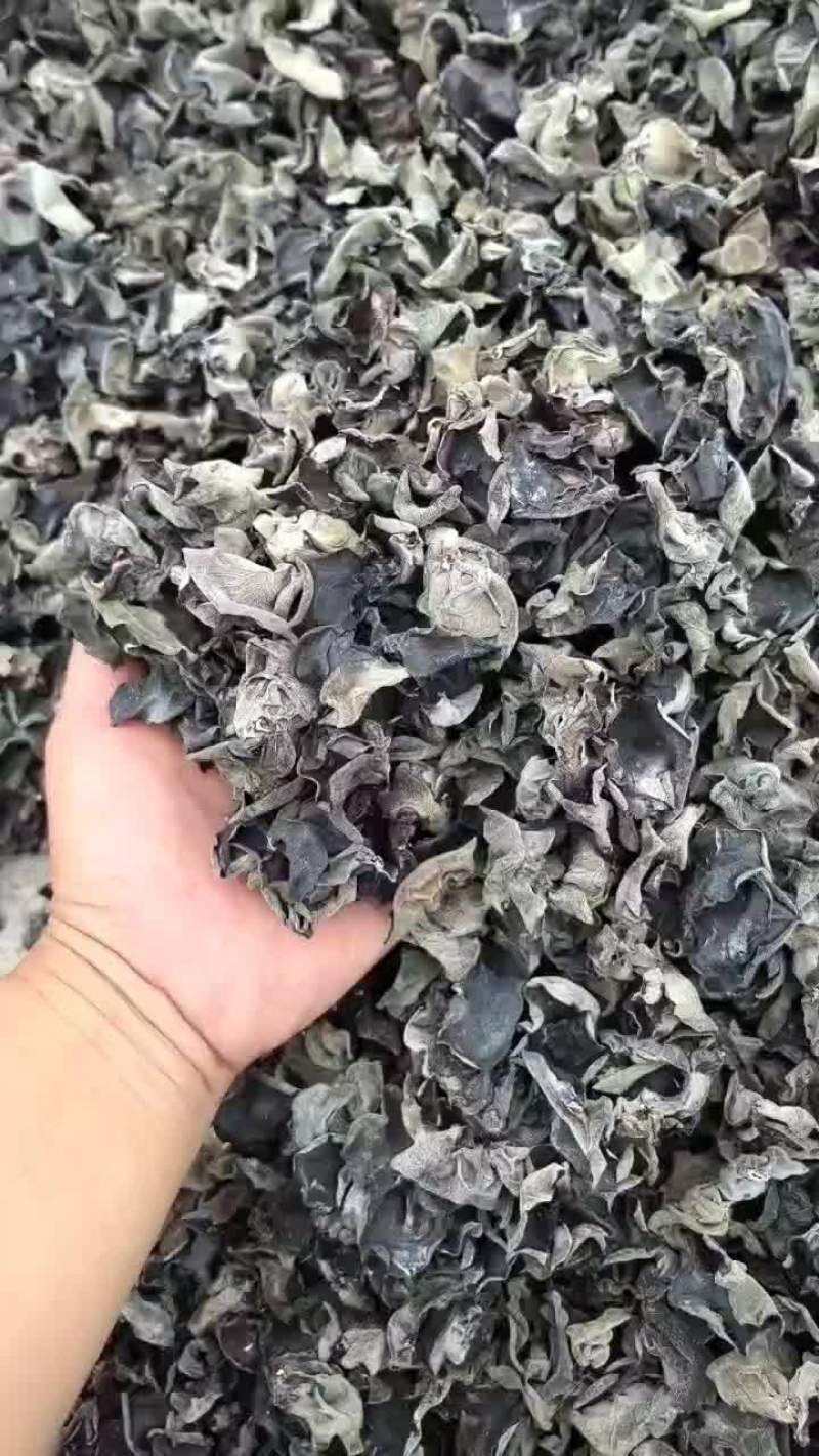 东北黑木耳源头货源，供应各种价位的黑木耳