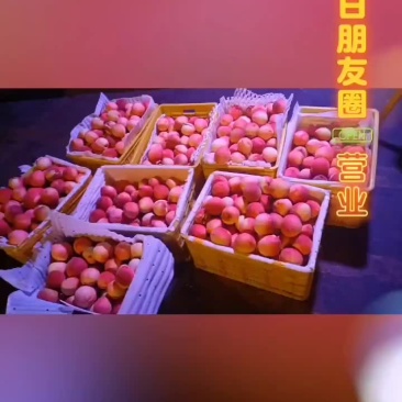 北京七号桃