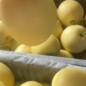 皇冠梨