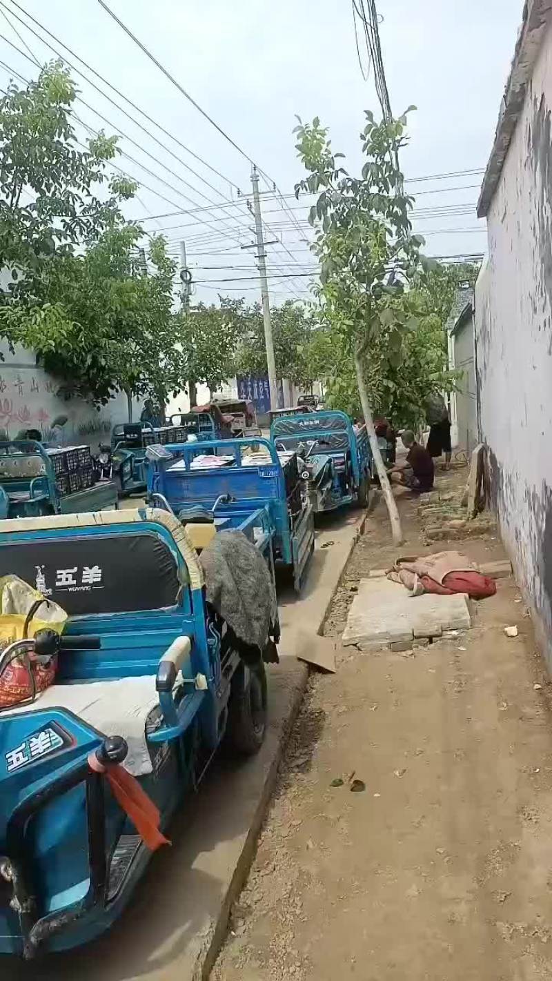 皇冠梨