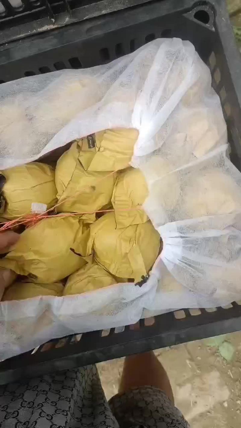 皇冠梨