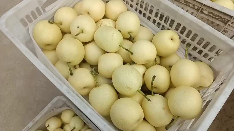 皇冠梨