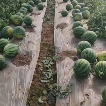 甘肃美都西瓜