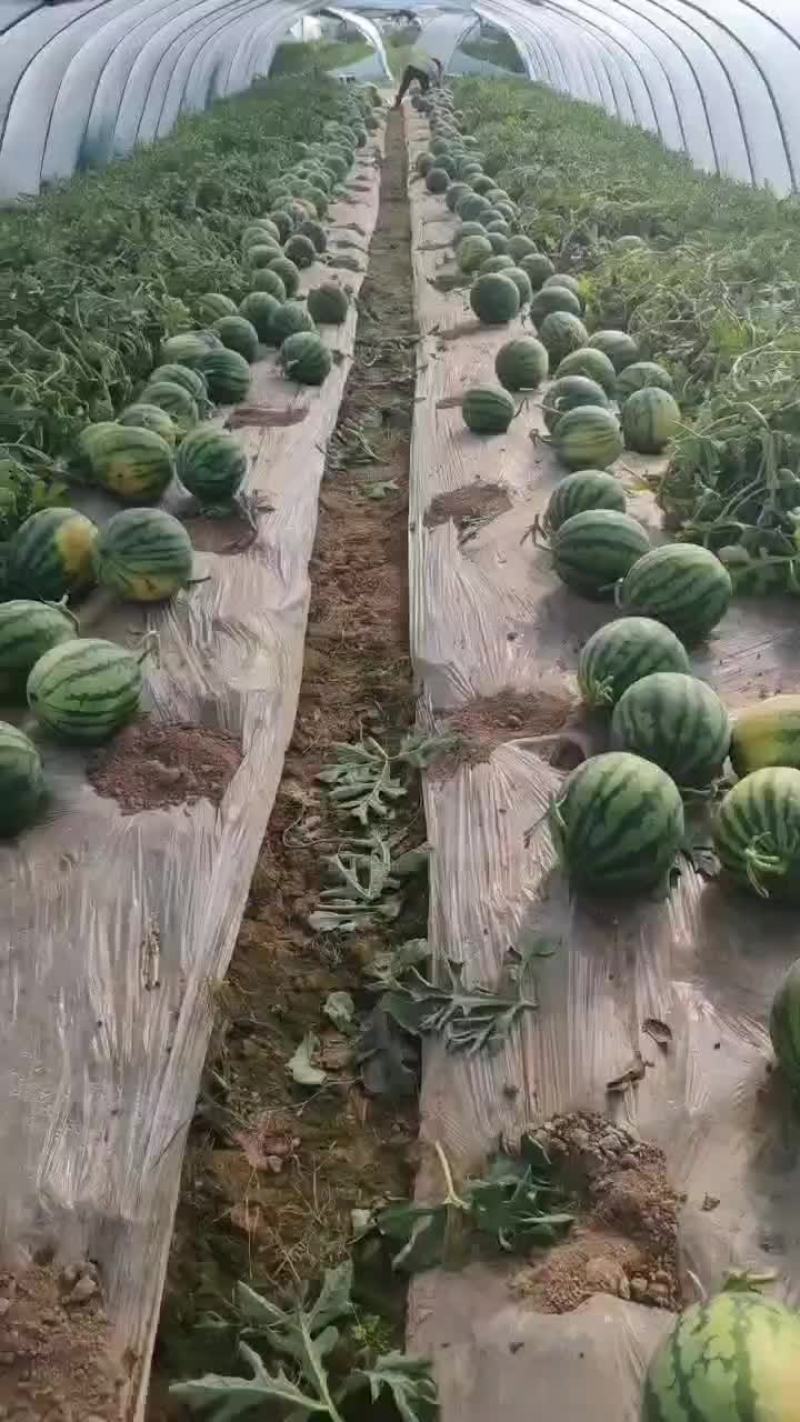 甘肃美都西瓜