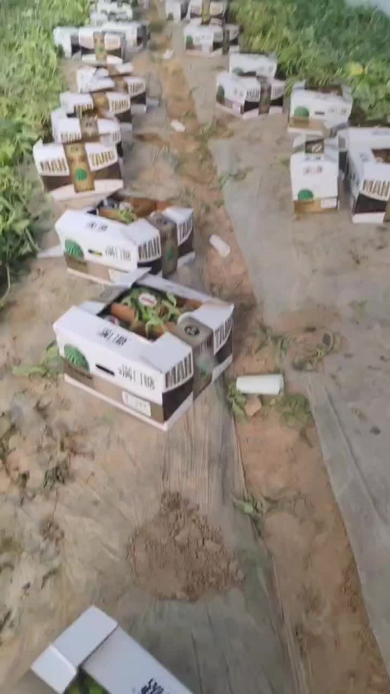 甘肃美都西瓜