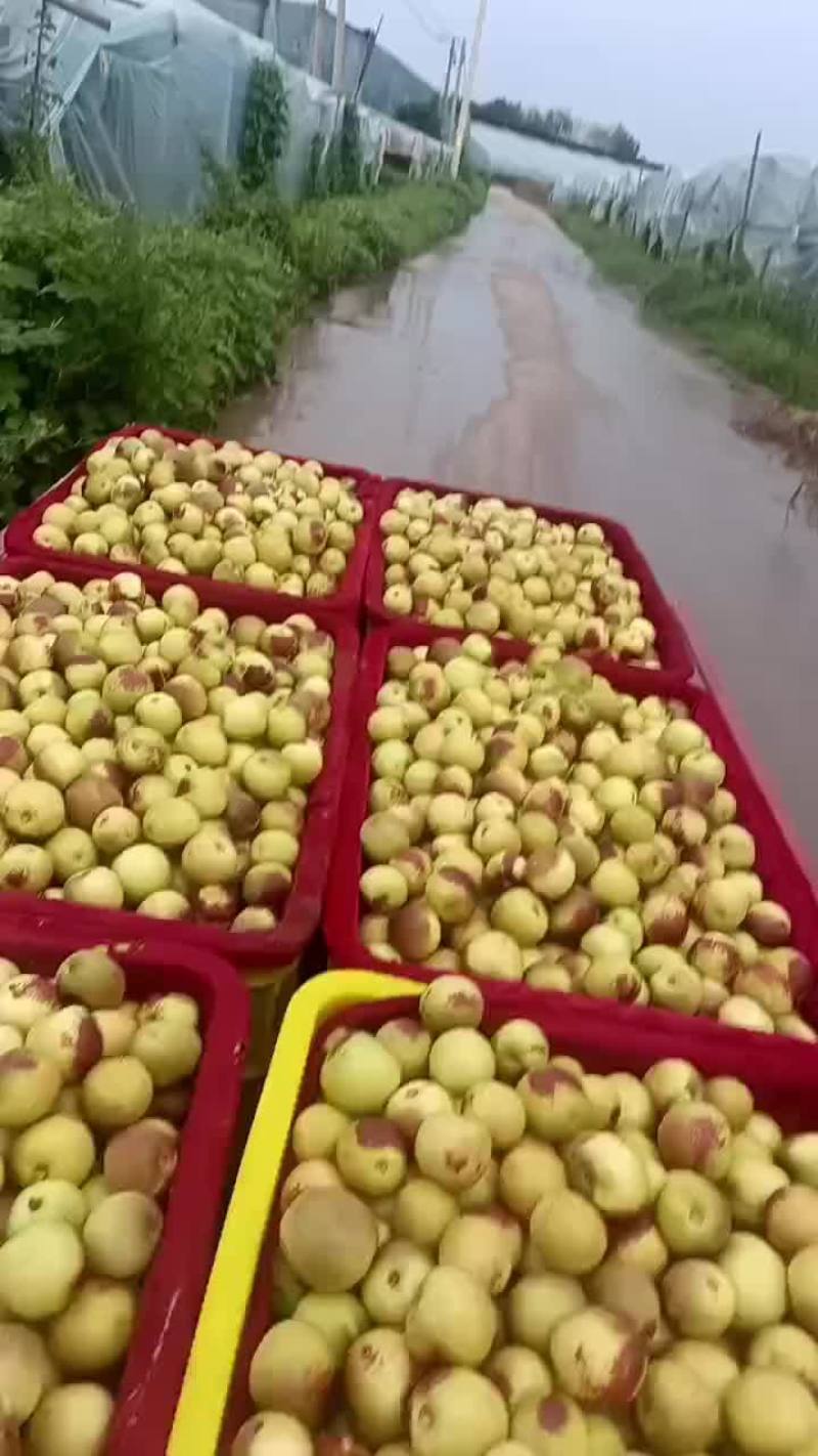 陕西大荔冬枣