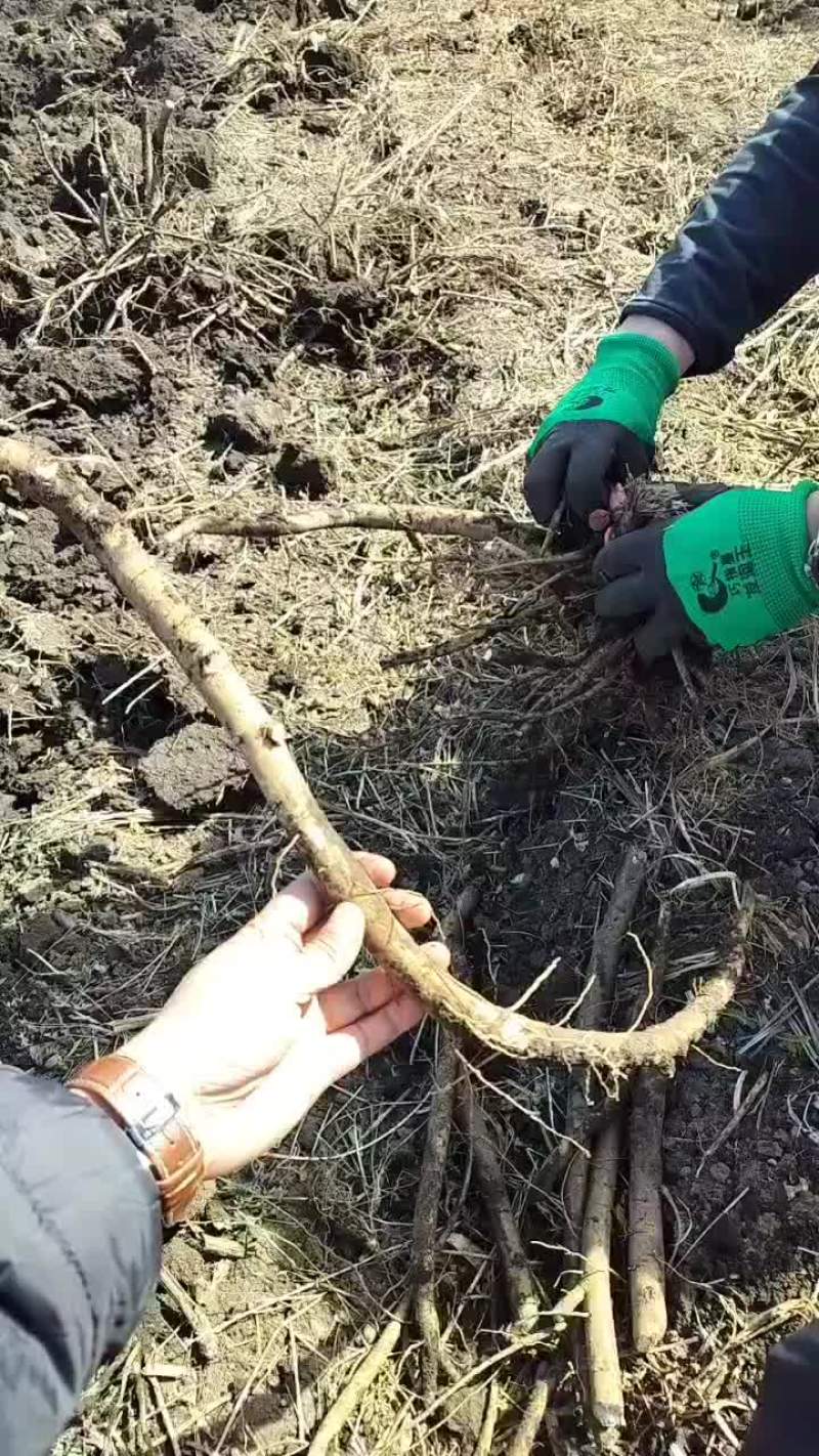 呼伦贝尔秋起赤芍预订