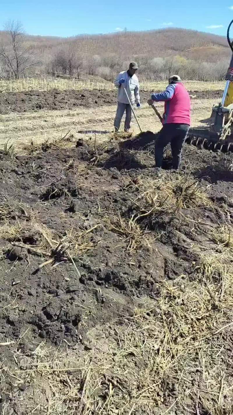 呼伦贝尔秋起赤芍预订