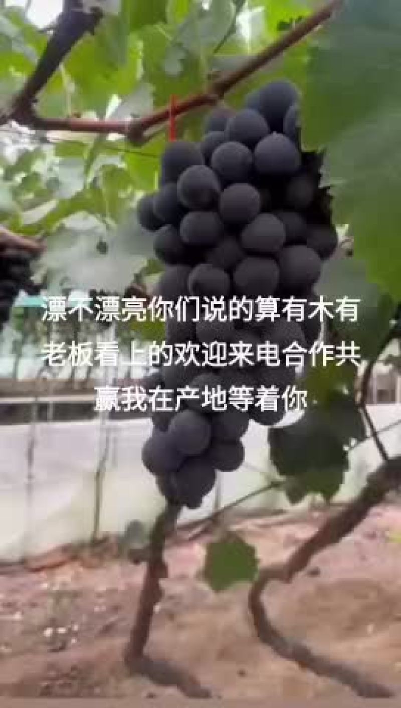 巨峰葡萄五两到8两一串串甜甜甜过初恋好过情人