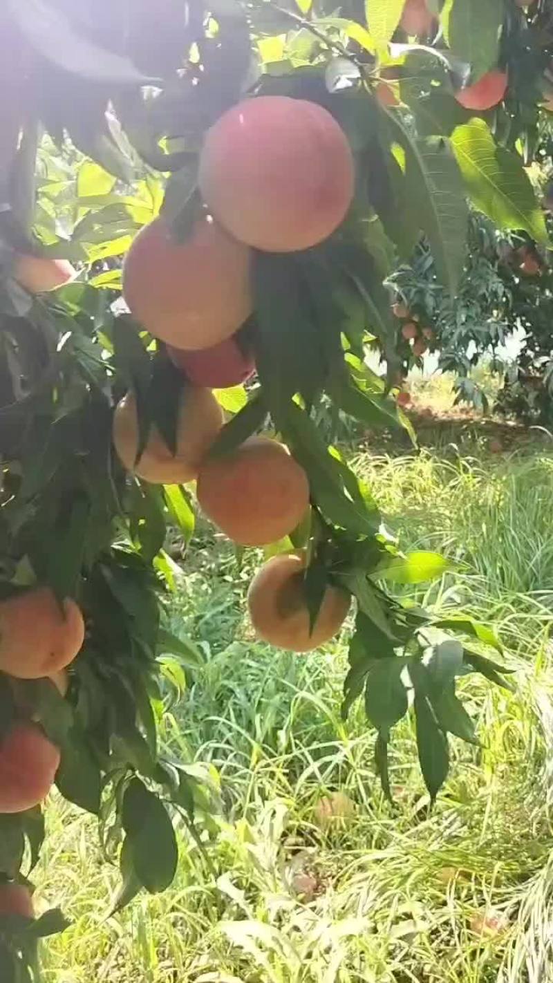 郑五