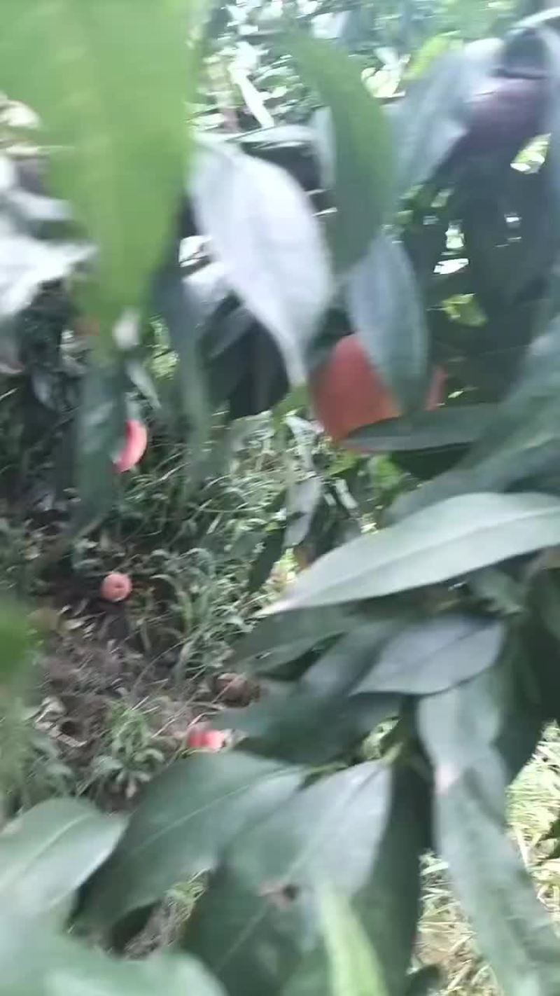 郑五