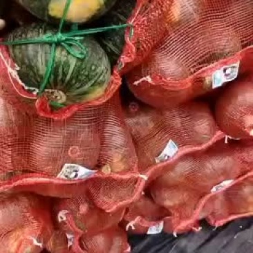 甘肃沙地板栗南瓜