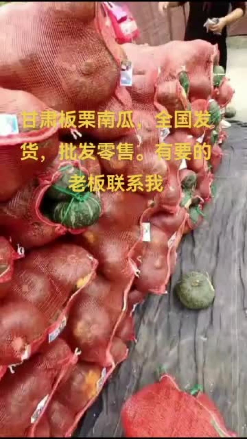 甘肃沙地板栗南瓜