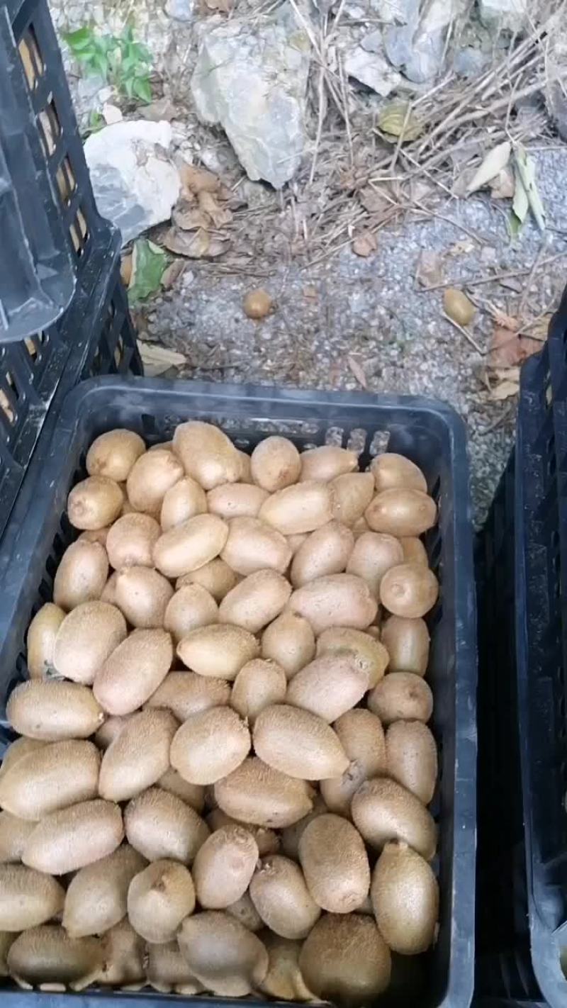 新鲜猕猴桃，健康美味，直供农场，快来尝鲜！